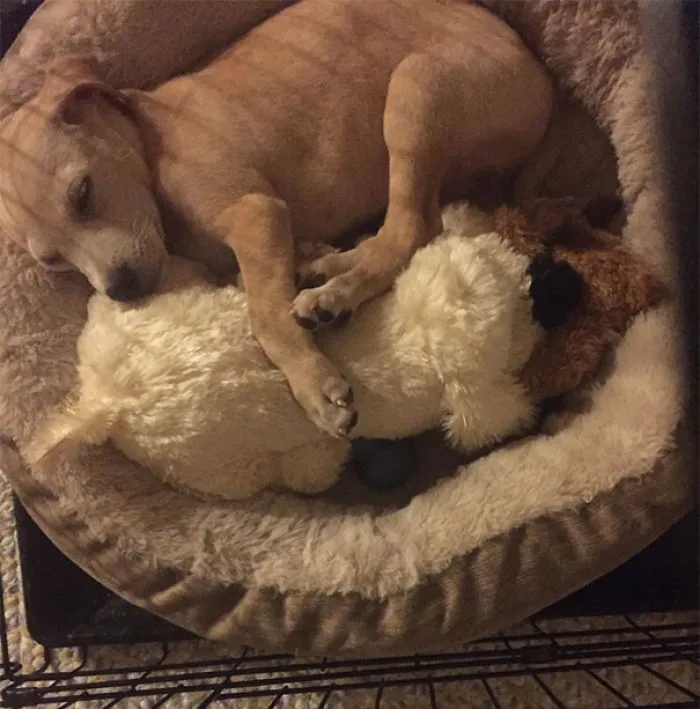 My Sister Got Her New Puppy A Stuffed Dog That Has A Heartbeat. He Started Playing With It And Suddenly Heard The Heartbeat, Stopped, And Snuggled Up To It And Fell Asleep