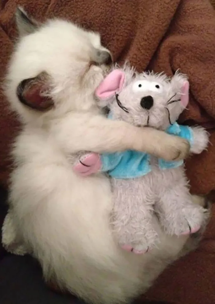 Not Sure If Sleeping Peacefully With Cuddle Buddy, Or Subconsciously Practicing Chokeholds