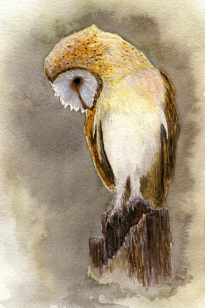 New Animals At Watercolour Zoo