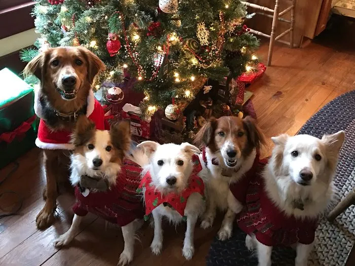 Hairy Christmas!!
