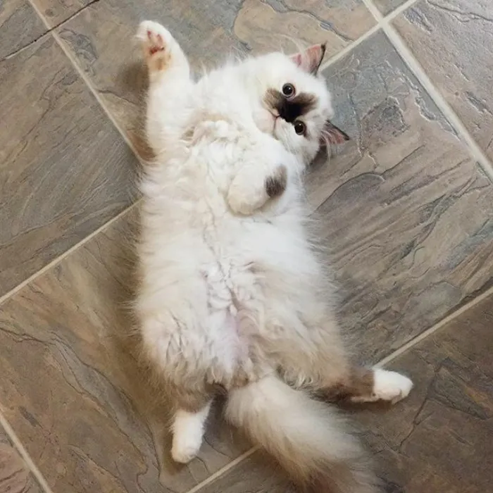 Meet Smudge, A Himalayan Kitty Who Was Dipped Into Ink And Became An Instant Instagram Celebrity