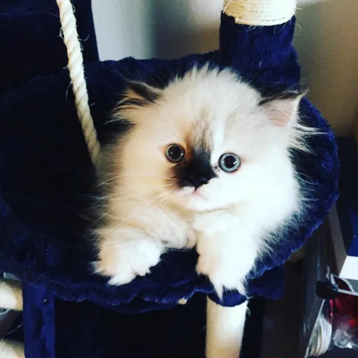 Meet Smudge, A Himalayan Kitty Who Was Dipped Into Ink And Became An Instant Instagram Celebrity