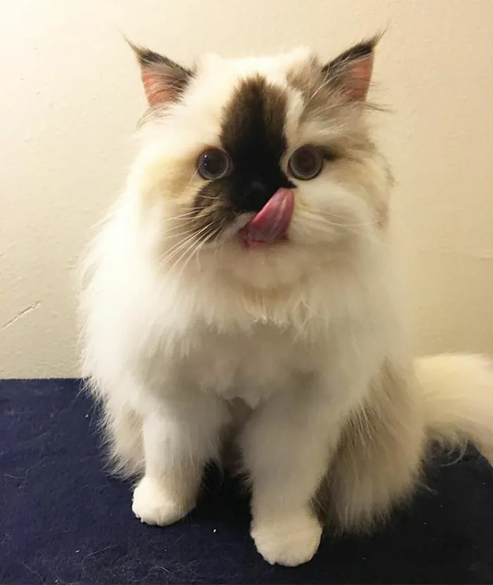 Meet Smudge, A Himalayan Kitty Who Was Dipped Into Ink And Became An Instant Instagram Celebrity