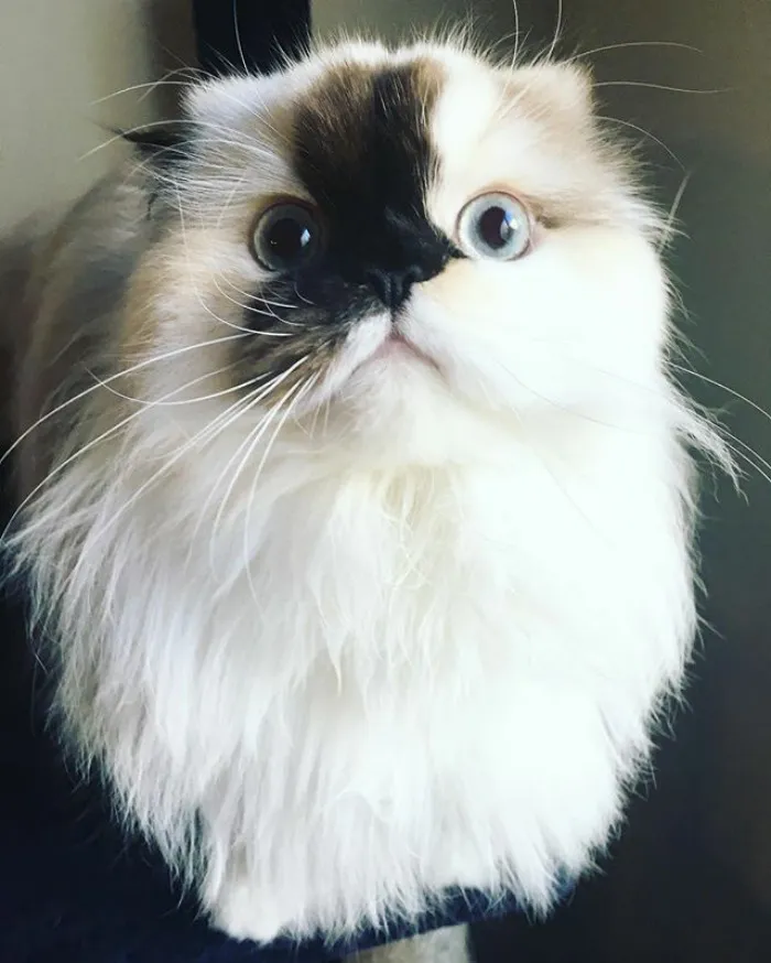 Meet Smudge, A Himalayan Kitty Who Was Dipped Into Ink And Became An Instant Instagram Celebrity