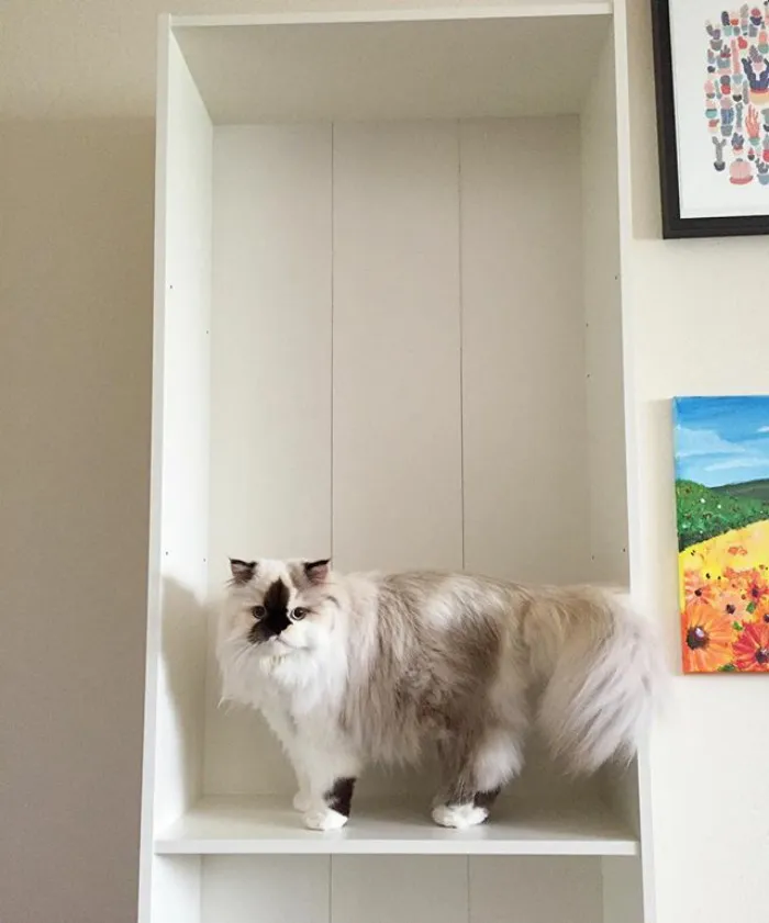 Meet Smudge, A Himalayan Kitty Who Was Dipped Into Ink And Became An Instant Instagram Celebrity