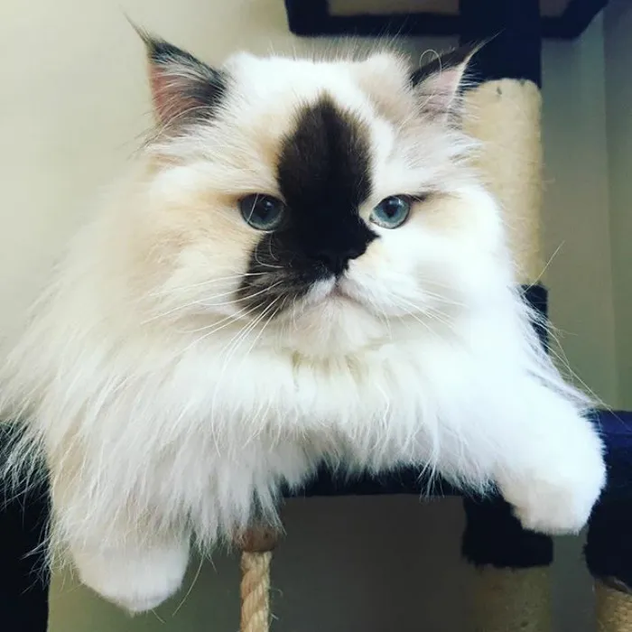 Meet Smudge, A Himalayan Kitty Who Was Dipped Into Ink And Became An Instant Instagram Celebrity