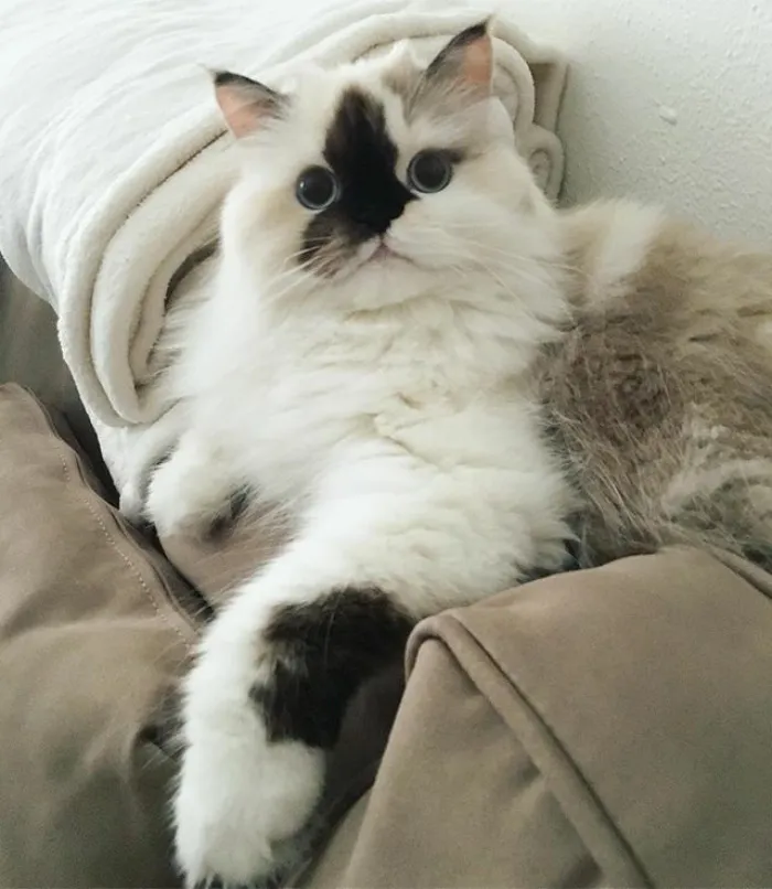Meet Smudge, A Himalayan Kitty Who Was Dipped Into Ink And Became An Instant Instagram Celebrity
