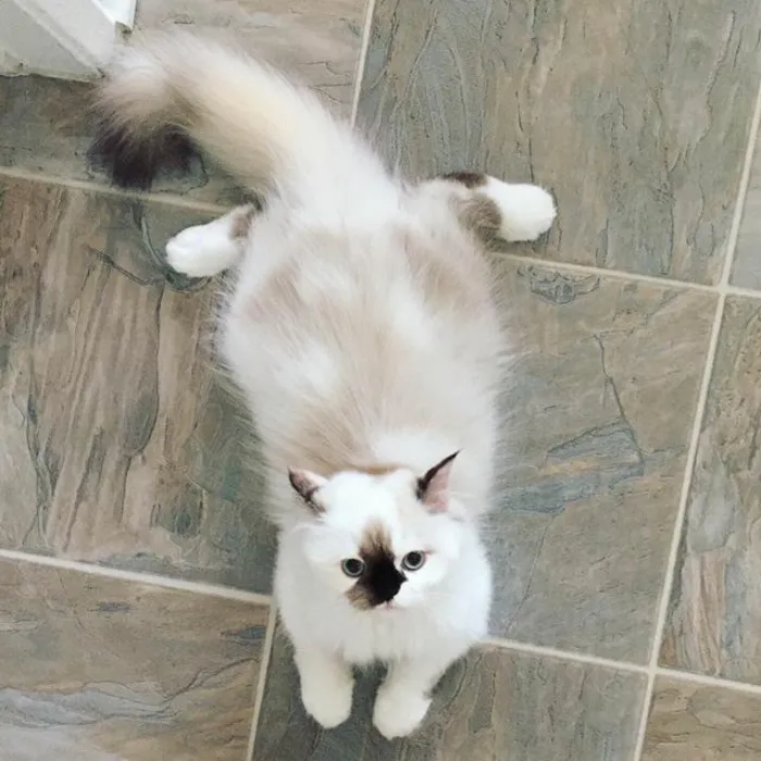 Meet Smudge, A Himalayan Kitty Who Was Dipped Into Ink And Became An Instant Instagram Celebrity