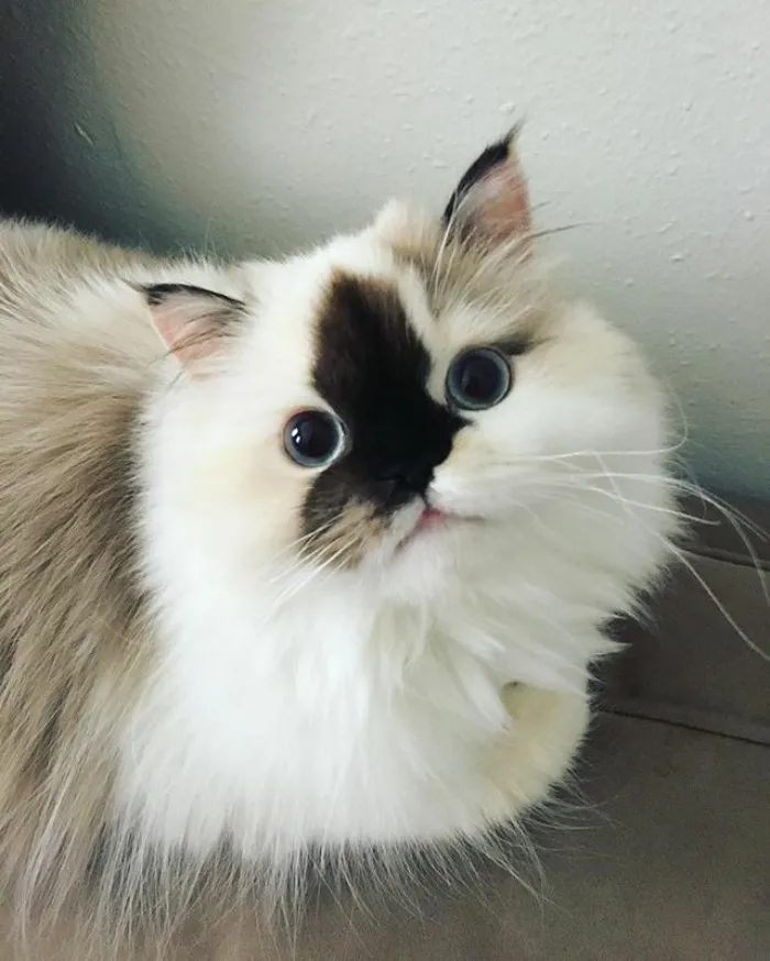 Meet Smudge, A Himalayan Kitty Who Was Dipped Into Ink And Became An Instant Instagram Celebrity