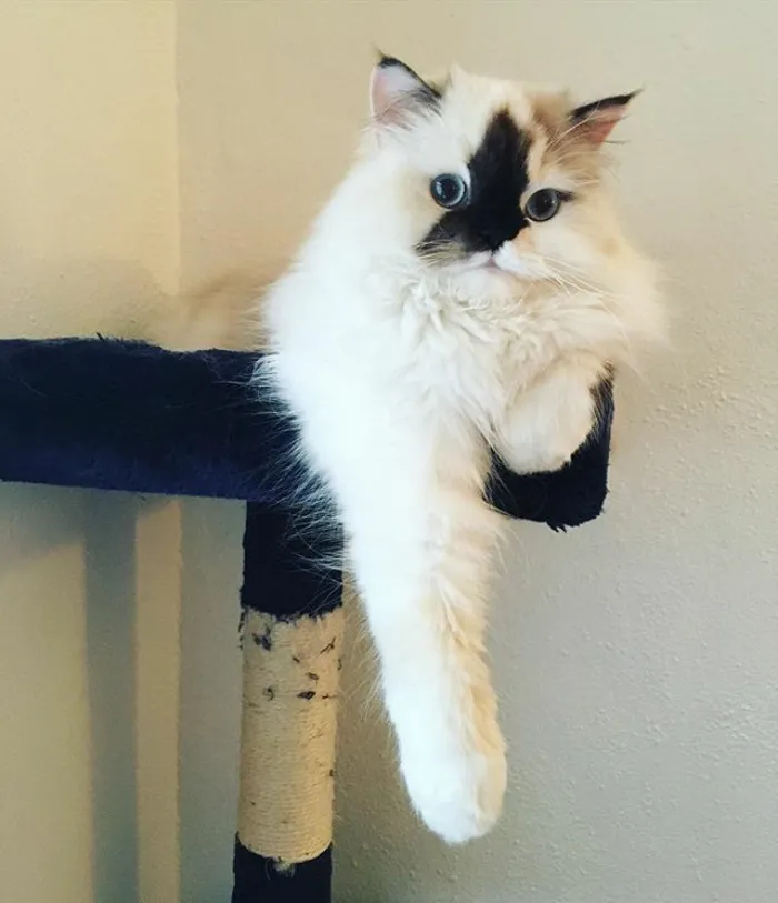 Meet Smudge, A Himalayan Kitty Who Was Dipped Into Ink And Became An Instant Instagram Celebrity