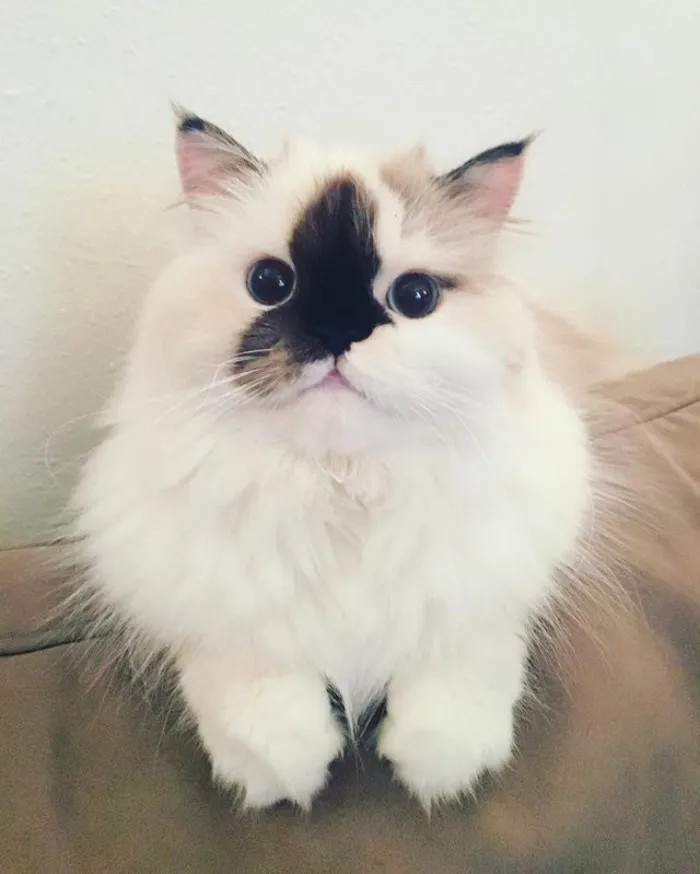 Meet Smudge, A Himalayan Kitty Who Was Dipped Into Ink And Became An Instant Instagram Celebrity