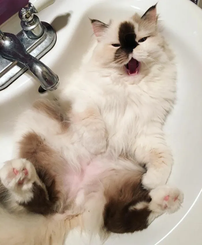 Meet Smudge, A Himalayan Kitty Who Was Dipped Into Ink And Became An Instant Instagram Celebrity