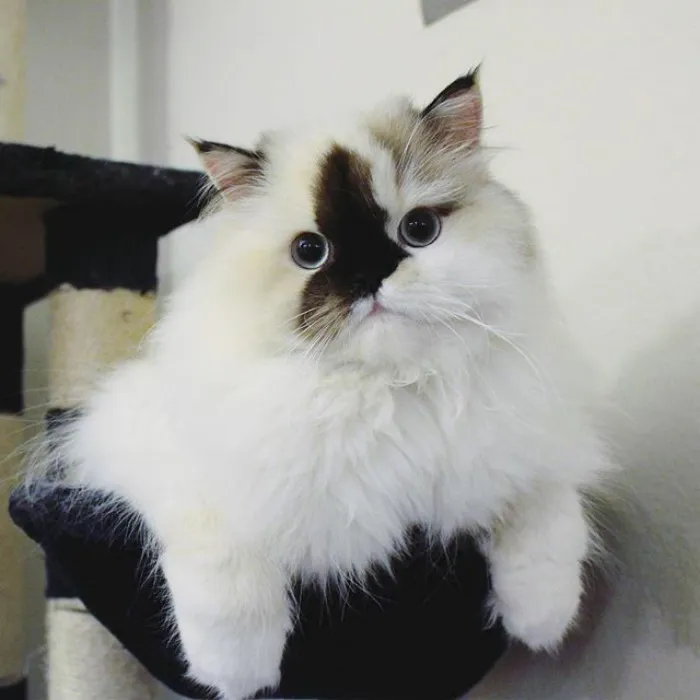 Meet Smudge, A Himalayan Kitty Who Was Dipped Into Ink And Became An Instant Instagram Celebrity