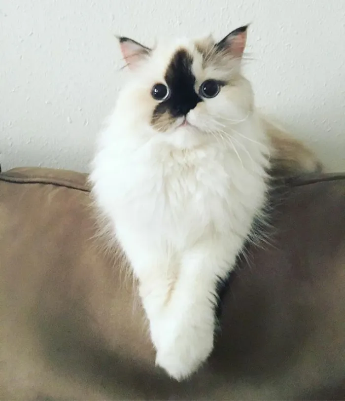Meet Smudge, A Himalayan Kitty Who Was Dipped Into Ink And Became An Instant Instagram Celebrity