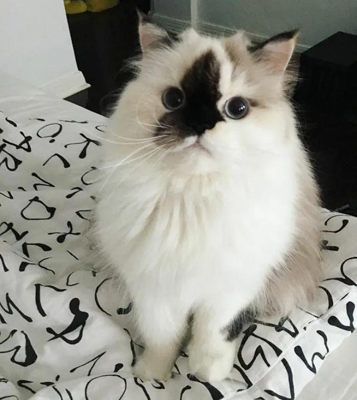 Meet Smudge, A Himalayan Kitty Who Was Dipped Into Ink And Became An Instant Instagram Celebrity