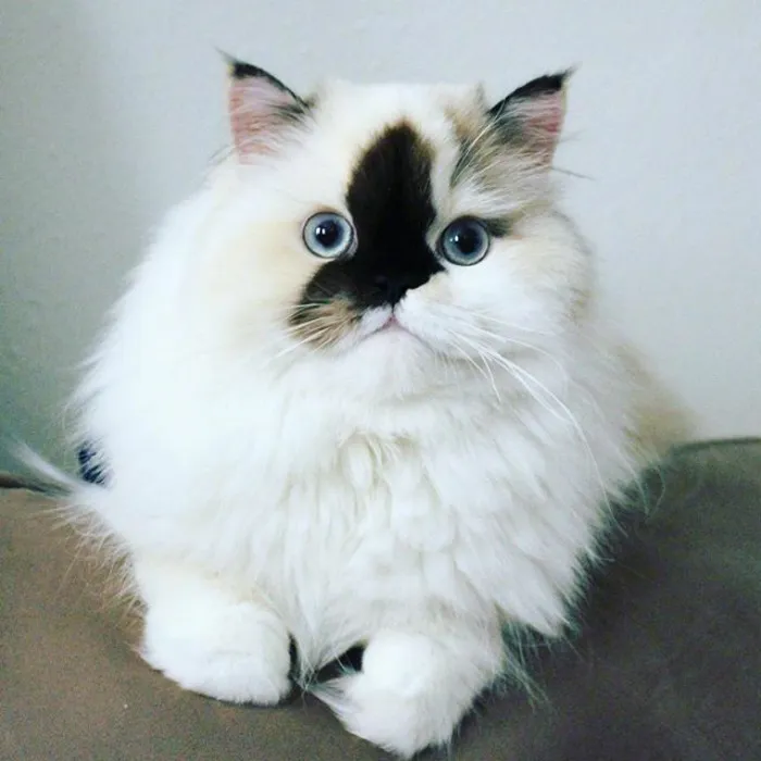 Meet Smudge, A Himalayan Kitty Who Was Dipped Into Ink And Became An Instant Instagram Celebrity