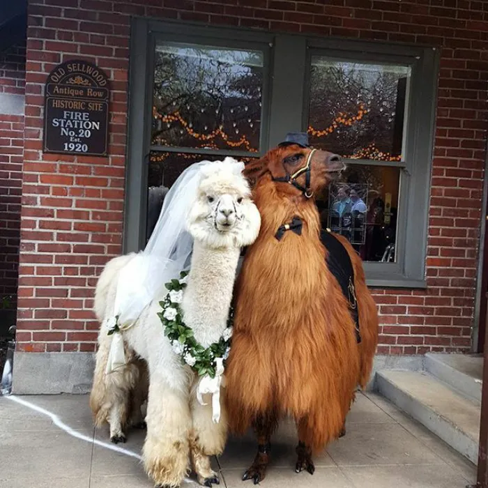 Si odias a los humanos ahora puedes invitar a tu boda a llamas con pajarita