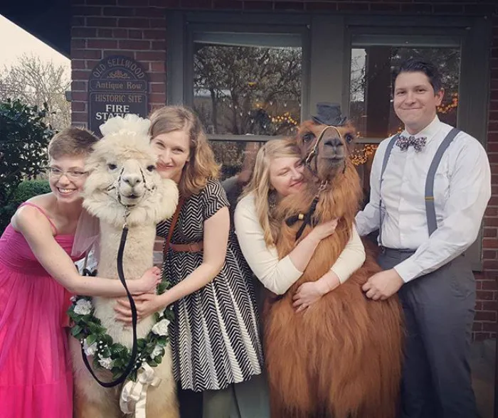 People Who Hate Humans Now Can Invite Llamas In Bowties To Their Weddings Instead