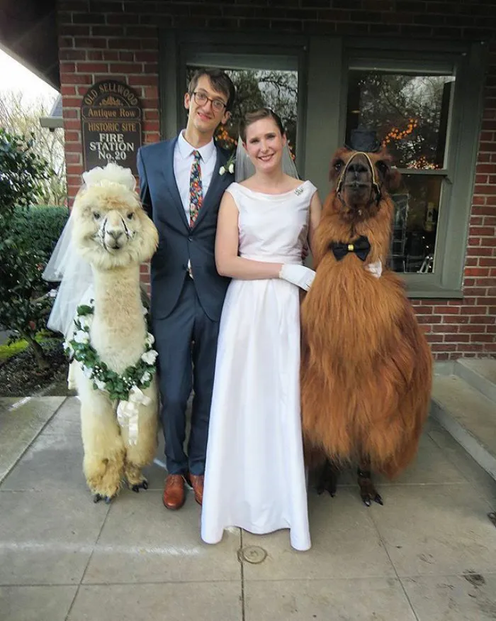 Si odias a los humanos ahora puedes invitar a tu boda a llamas con pajarita