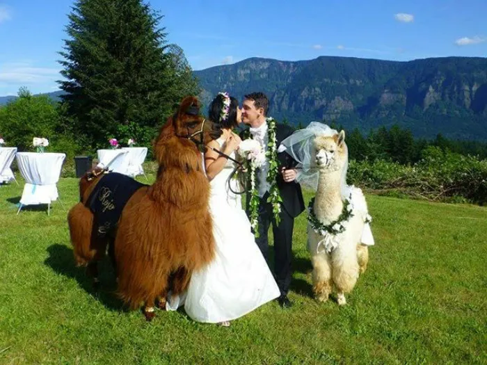 People Who Hate Humans Now Can Invite Llamas In Bowties To Their Weddings Instead