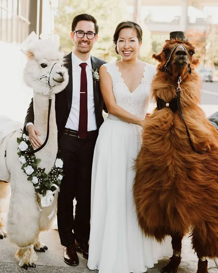 Si odias a los humanos ahora puedes invitar a tu boda a llamas con pajarita