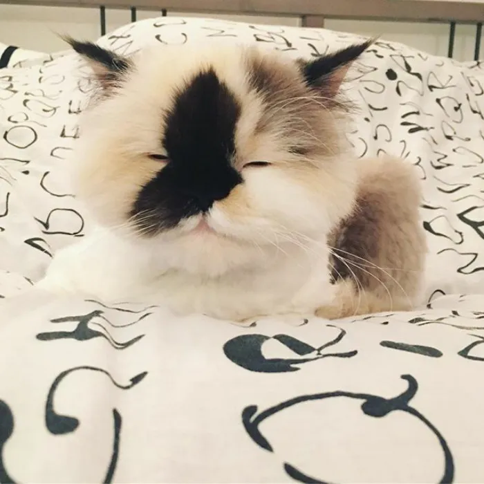 Meet Smudge, A Himalayan Kitty Who Was Dipped Into Ink And Became An Instant Instagram Celebrity