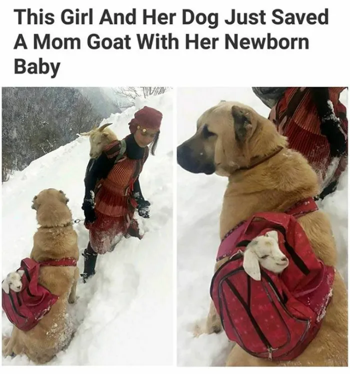 Cutest Rescue Crew