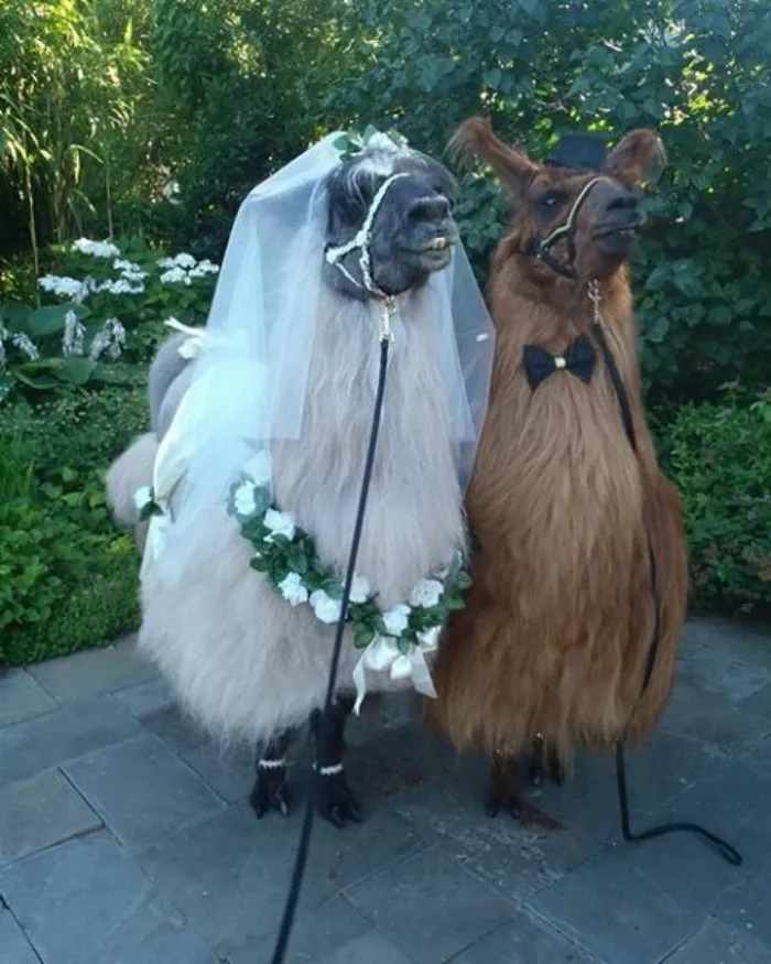 Si odias a los humanos ahora puedes invitar a tu boda a llamas con pajarita