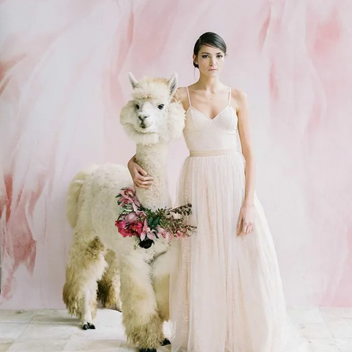 People Who Hate Humans Now Can Invite Llamas In Bowties To Their Weddings Instead
