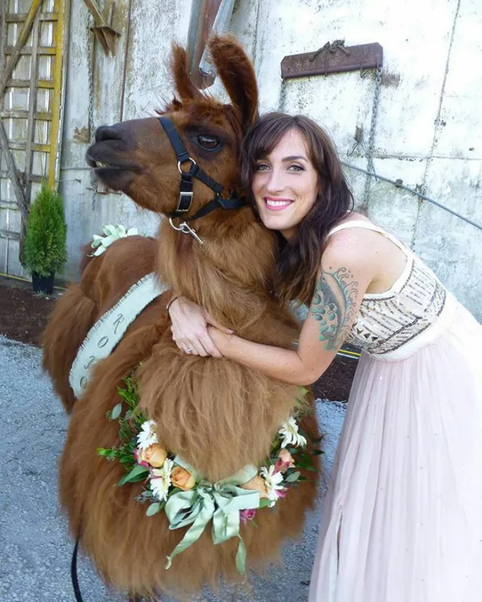 Si odias a los humanos ahora puedes invitar a tu boda a llamas con pajarita