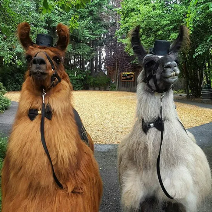 Si odias a los humanos ahora puedes invitar a tu boda a llamas con pajarita