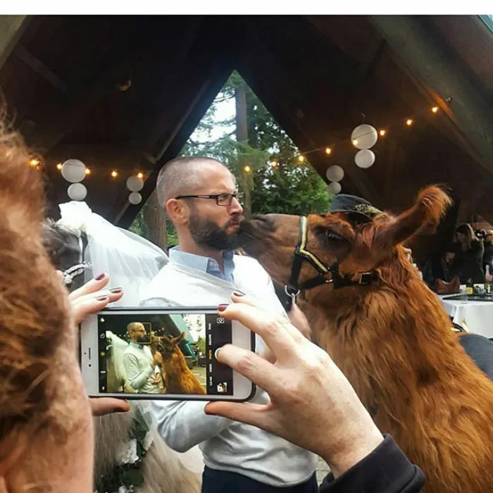 Si odias a los humanos ahora puedes invitar a tu boda a llamas con pajarita
