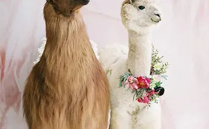 People Who Hate Humans Now Can Invite Llamas In Bowties To Their Weddings Instead