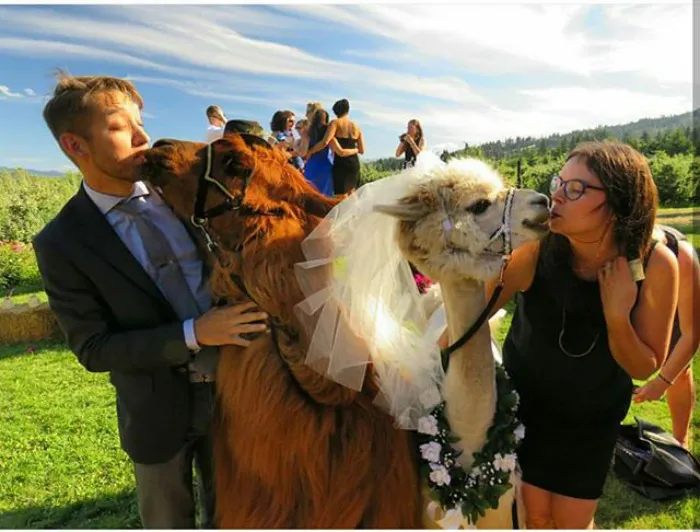 People Who Hate Humans Now Can Invite Llamas In Bowties To Their Weddings Instead