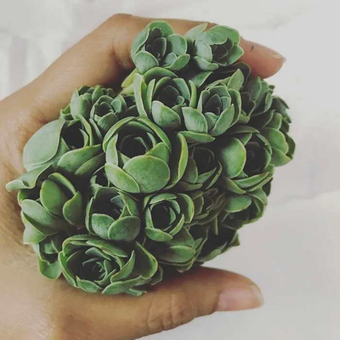 Han llegado las suculentas que parecen rosas y parecen salidas de un cuento