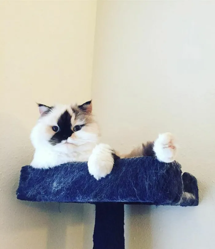 Meet Smudge, A Himalayan Kitty Who Was Dipped Into Ink And Became An Instant Instagram Celebrity