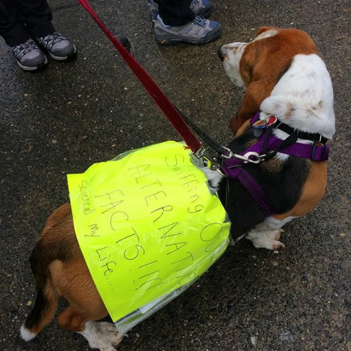 52 Dogs Who Marched For Science, And Totally Saved The World