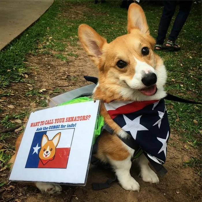 52 Dogs Who Marched For Science, And Totally Saved The World