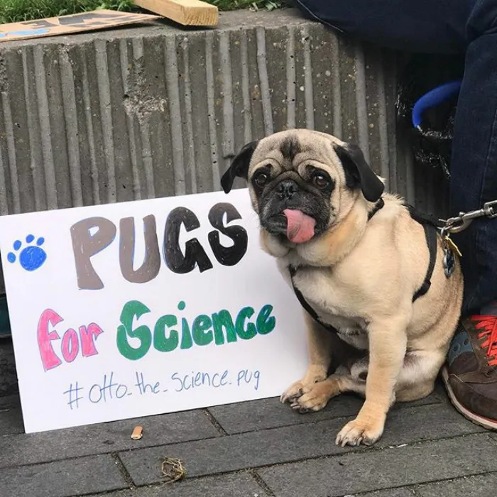 52 Dogs Who Marched For Science, And Totally Saved The World