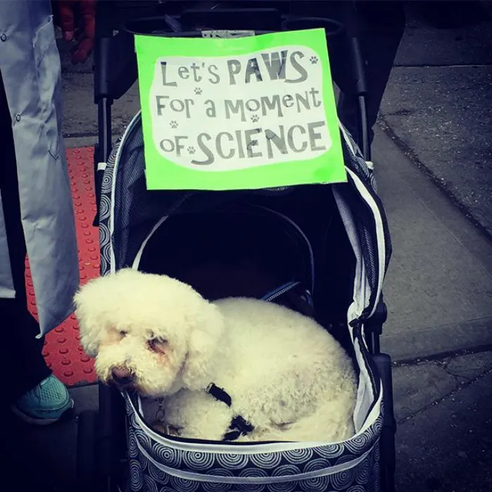 52 Dogs Who Marched For Science, And Totally Saved The World