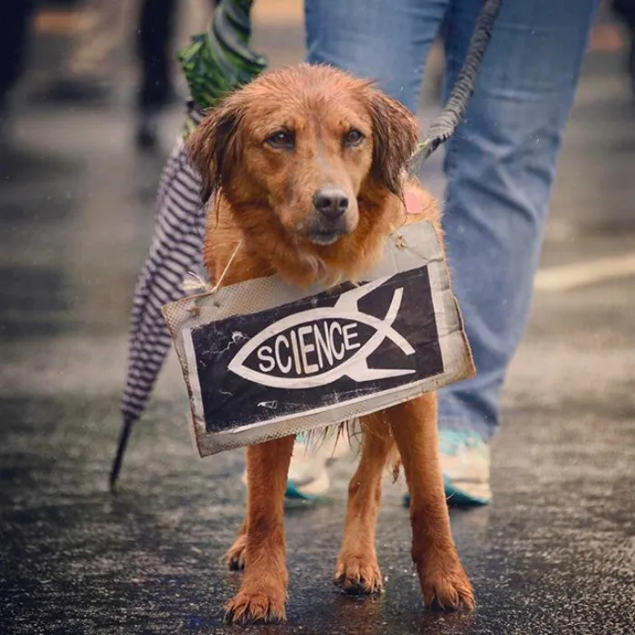 52 Dogs Who Marched For Science, And Totally Saved The World