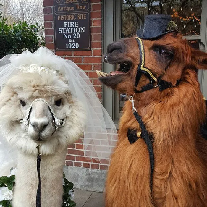 Si odias a los humanos ahora puedes invitar a tu boda a llamas con pajarita