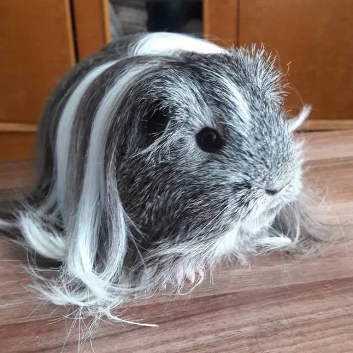 53 Guinea Pigs With The Most Majestic Hair