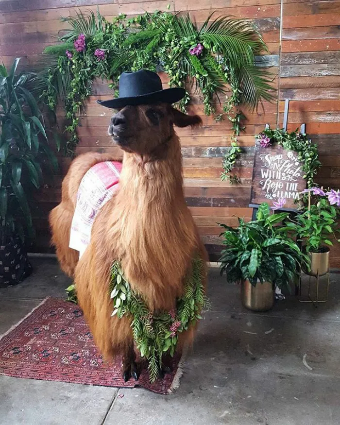 Si odias a los humanos ahora puedes invitar a tu boda a llamas con pajarita