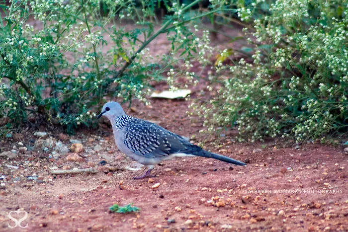 Spotted Dove