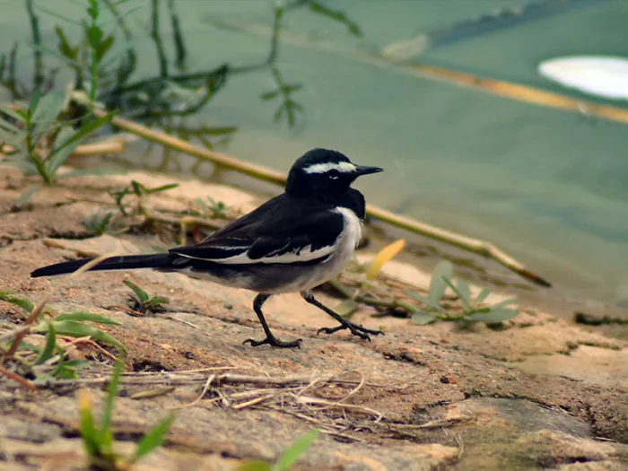 Birds Of India