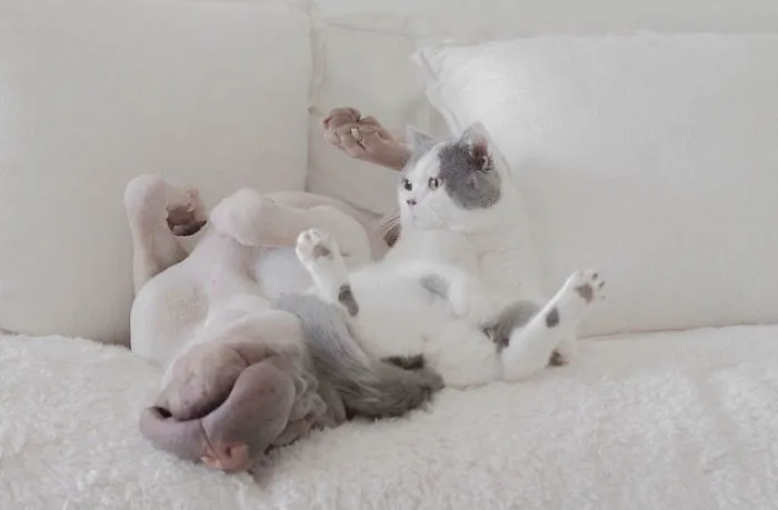 This Shar Pei Is Best Friends With A Cat, And Their Photos Are Just Too Adorable