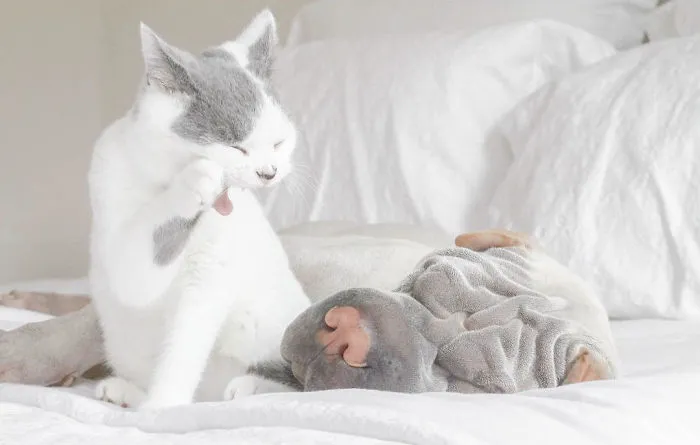 This Shar Pei Is Best Friends With A Cat, And Their Photos Are Just Too Adorable