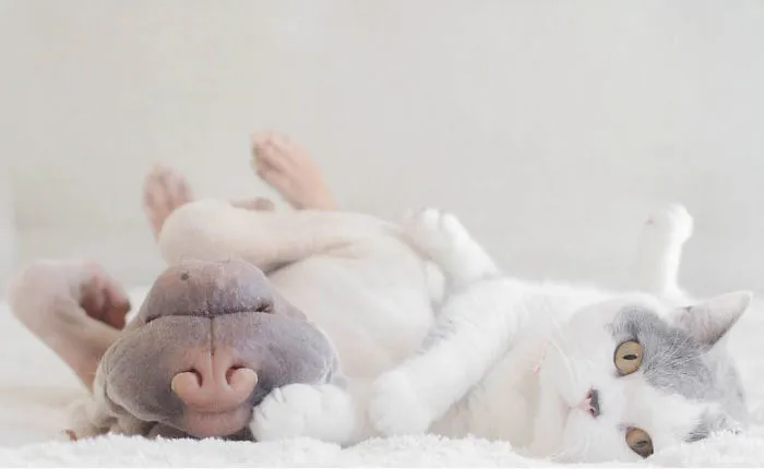 This Shar Pei Is Best Friends With A Cat, And Their Photos Are Just Too Adorable