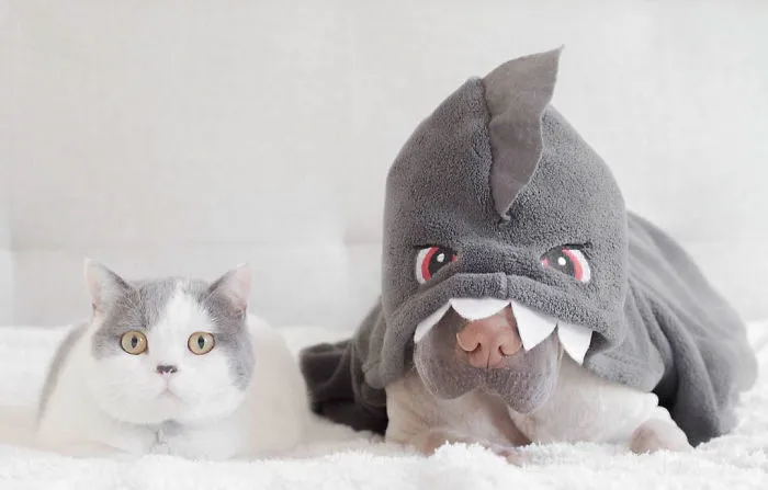This Shar Pei Is Best Friends With A Cat, And Their Photos Are Just Too Adorable